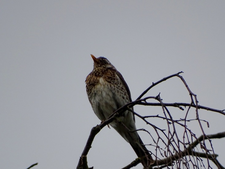 Schlobpark, Schlösselfeld..