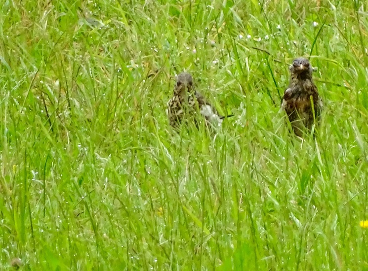 Schlobpark, Schlösselfeld.