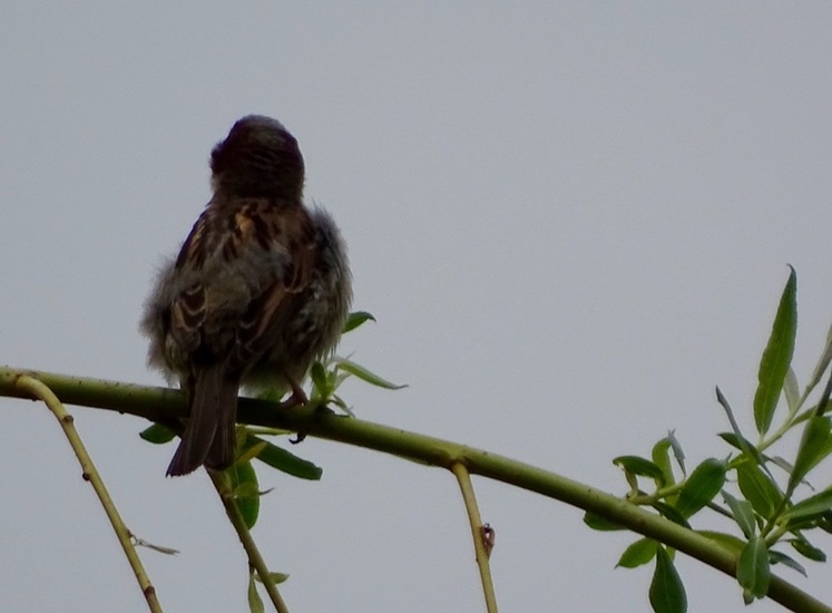 Schlobpark, Schlösselfeld..