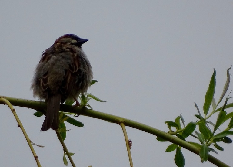Schlobpark, Schlösselfeld..