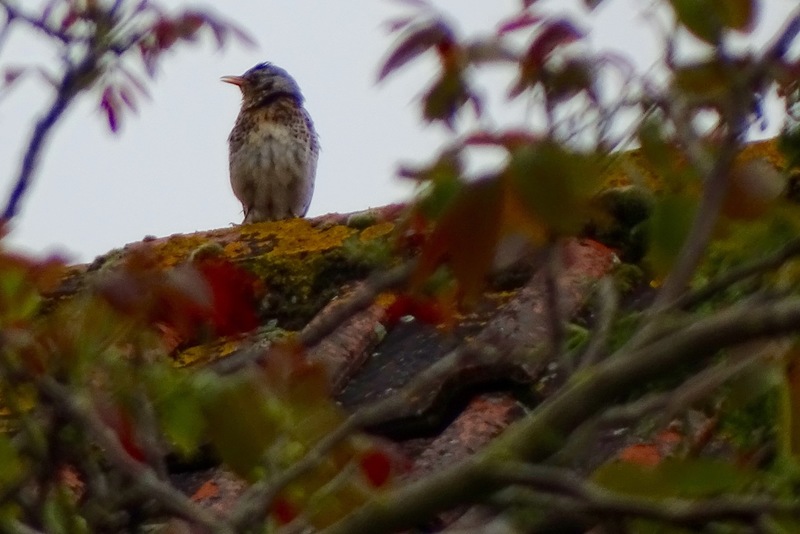 Schlobpark, Schlösselfeld..