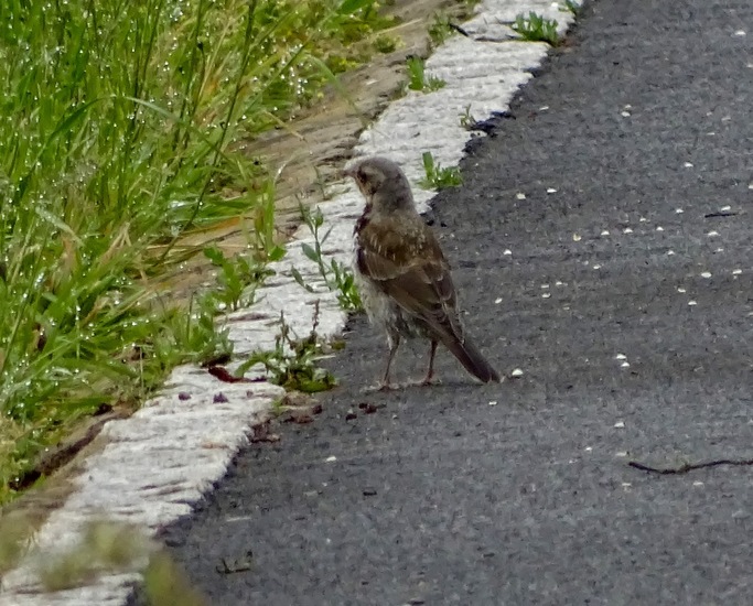 Schlobpark, Schlösselfeld..