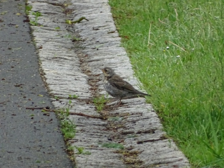 Schlobpark, Schlösselfeld..