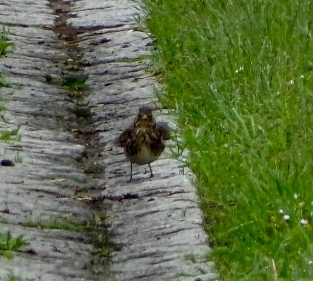 Schlobpark, Schlösselfeld..