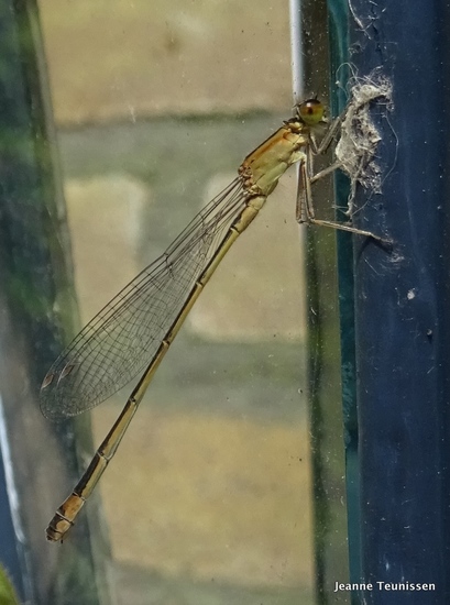 Gewone Pantserjuffer.