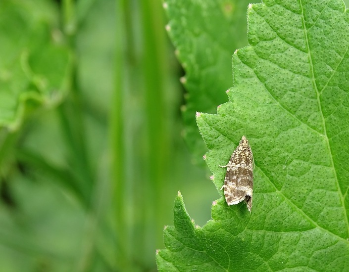 Brandnetelbladroller.