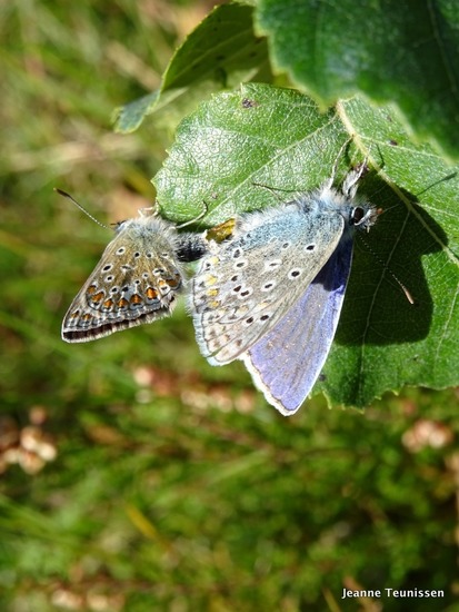 Parend Icarusblauwtje.