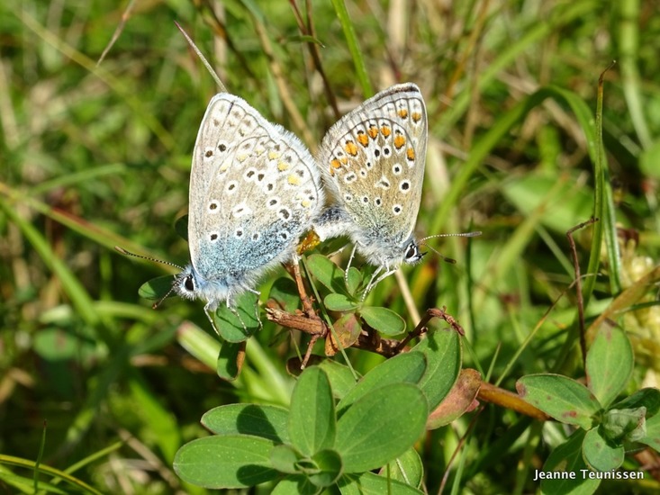 Parend Icarusblauwtje.