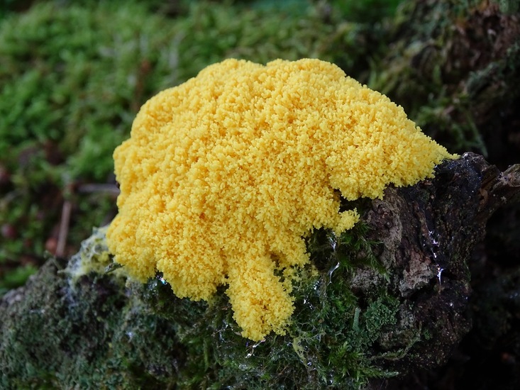 Heksenboter, Surae, 24-6-2016.