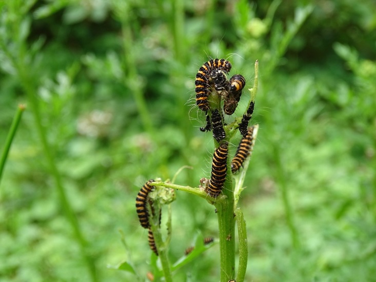 Rups van de St. Jacobsvlinder.