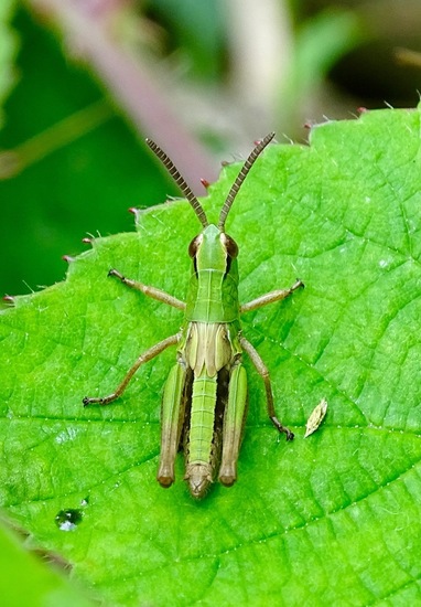 Nimf van de Krasser mannetje.