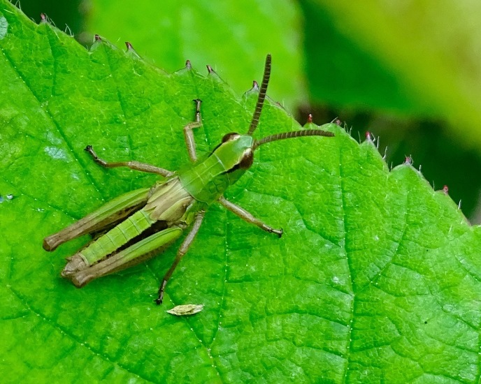 Nimf van de Krasser mannetje.