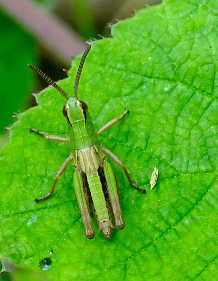 Nimf van de Krasser mannetje.