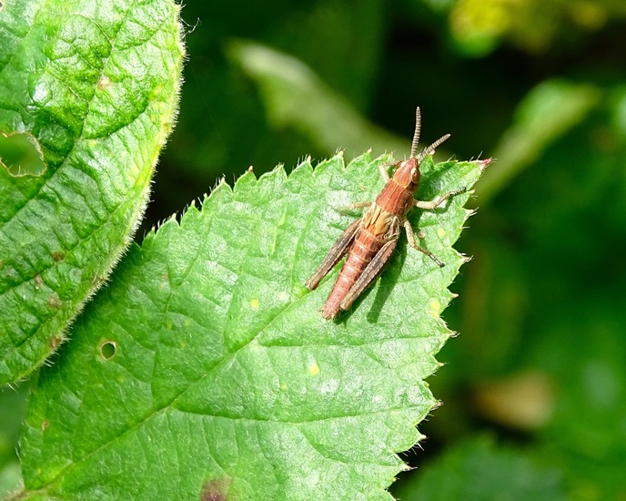 Gewone bruine sprinkhaan.