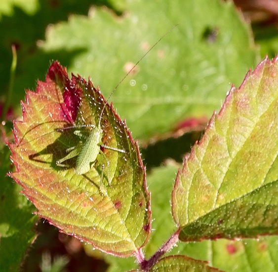Nimf van de Struiksprinkhaan.