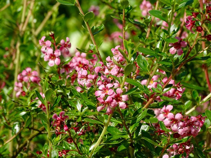 Escallonia, cultivar.