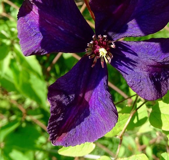 Clematis jackmanii.