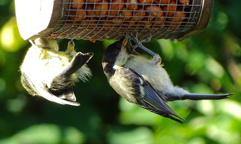 26-6-2016, Koolmees.