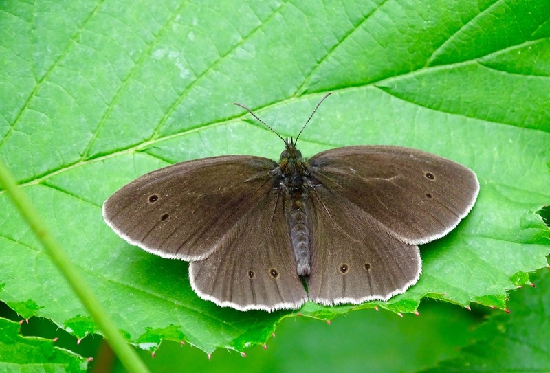 28-6-2016, De Brand.