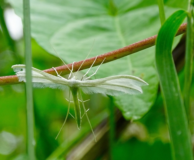 28-6-2016, De Brand.