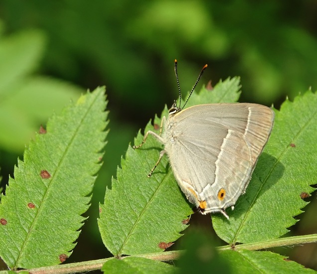 De Brand, 28-6-2016.