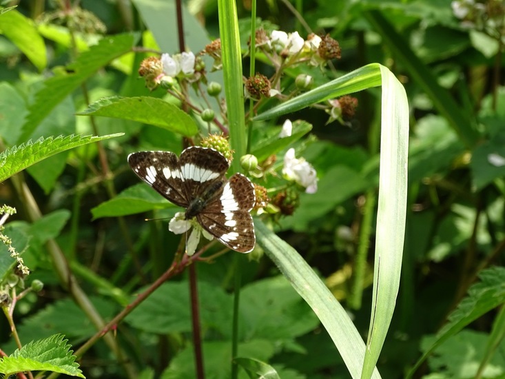 De Brand, 28-6-2016.