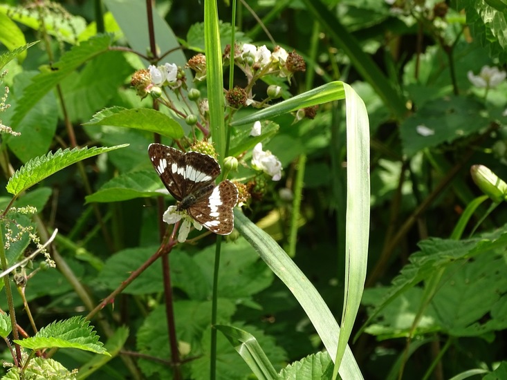 Kleine IJsvogelvlinder.
