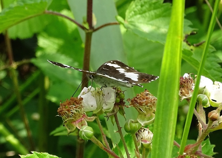 Kleine IJsvogelvlinder.