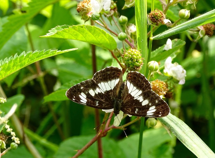 Kleine IJsvogelvlinder.