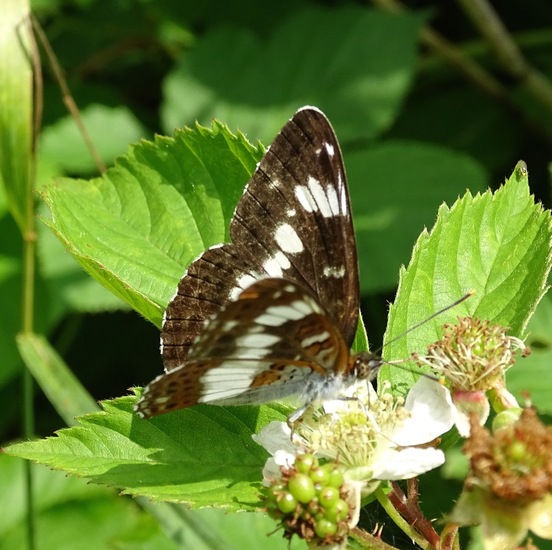De Brand, 28-6-2016.