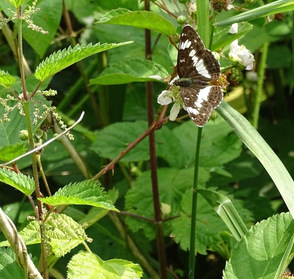 Kleine IJsvogelvlinder.