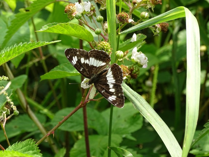 Kleine IJsvogelvlinder.