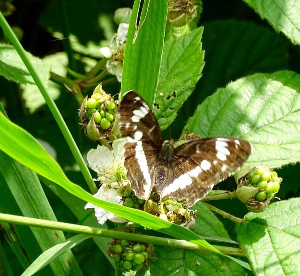 Kleine IJsvogelvlinder.