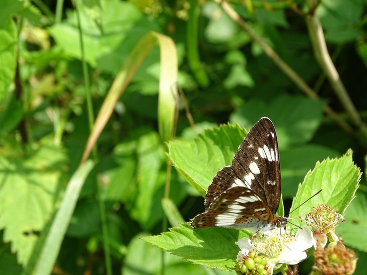 Kleine IJsvogelvlinder.