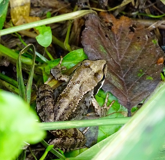 De Brand, 28-6-2016.