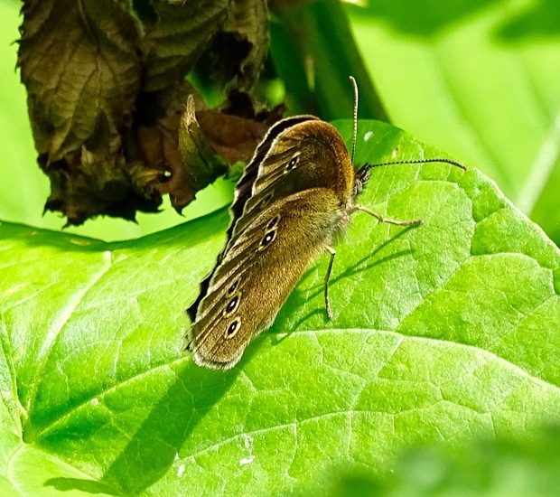 De Brand, 28-6-2016.