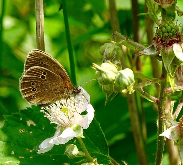De Brand, 28-6-2016.