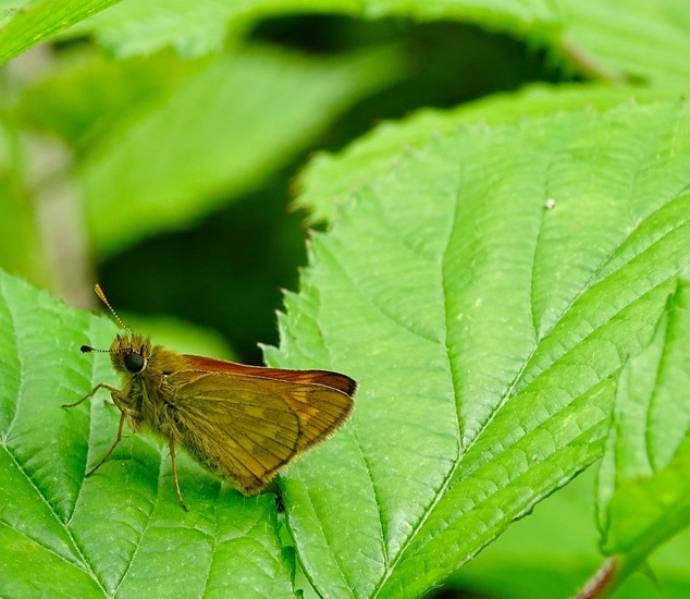 De Brand, 28-6-2016.