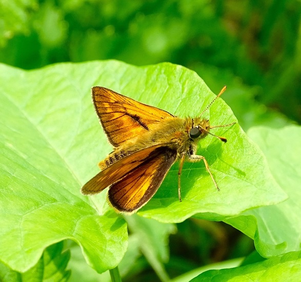 De Brand, 28-6-2016.