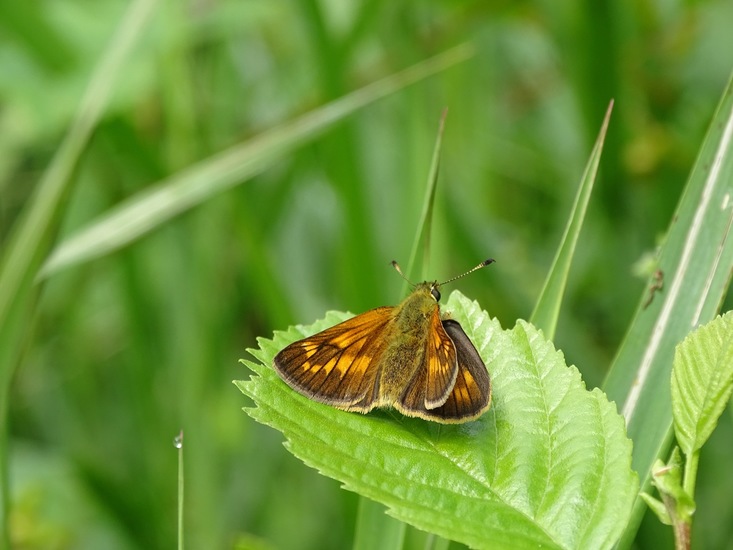 De Brand, 28-6-2016.