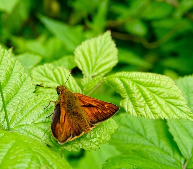 De Brand, 28-6-2016.