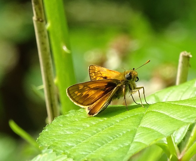 De Brand, 28-6-2016.