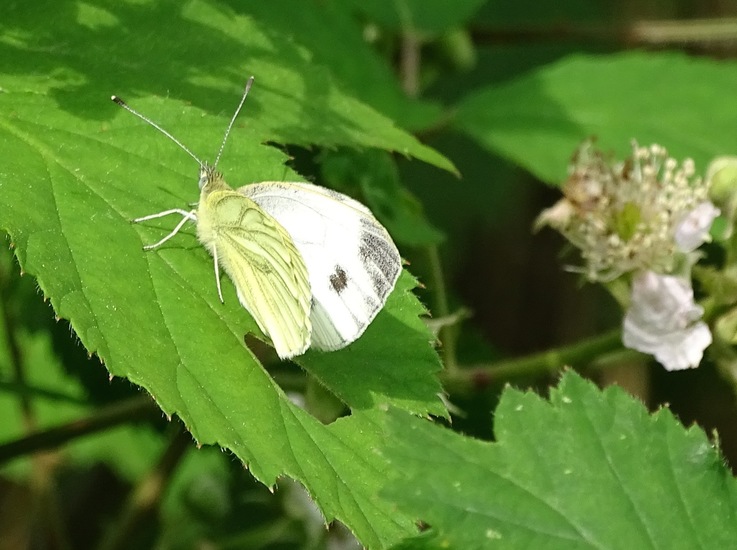 De Brand, 28-6-2016.