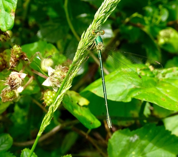 Tengere Pantserjuffer.