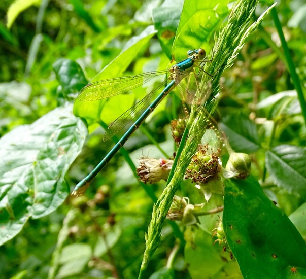 Tengere Pantserjuffer.