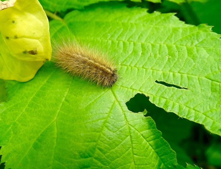 Rups van de Eikenpage.