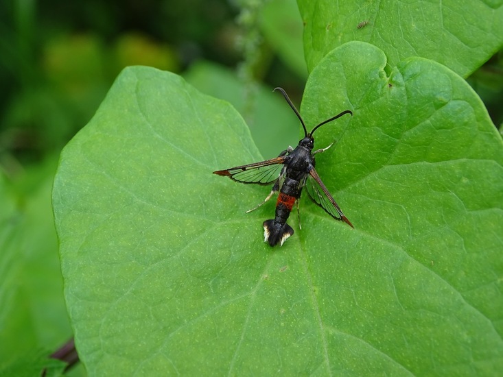 Larve van Elzenhaantje.