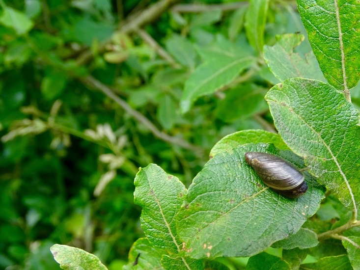 De Brand, 28-6-2016.