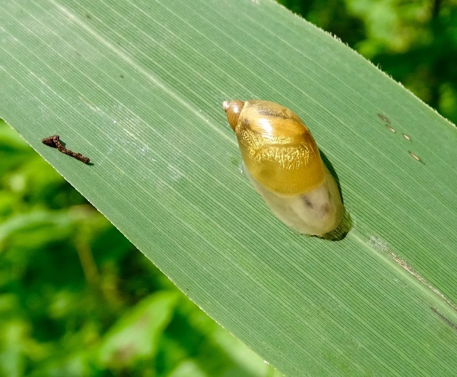 De Brand, 28-6-2016.