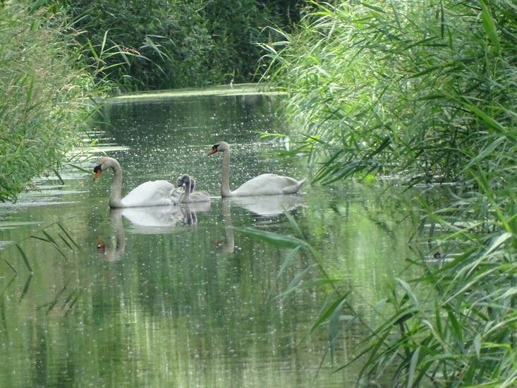 De Brand, 28-6-2016.